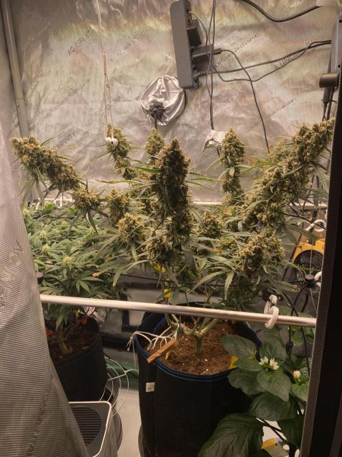 🍋🥧 Auto - Fast Buds. Week 12 - Day 83