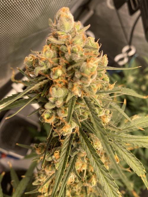 🍋🥧 Auto - Fast Buds. Week 12 - Day 83