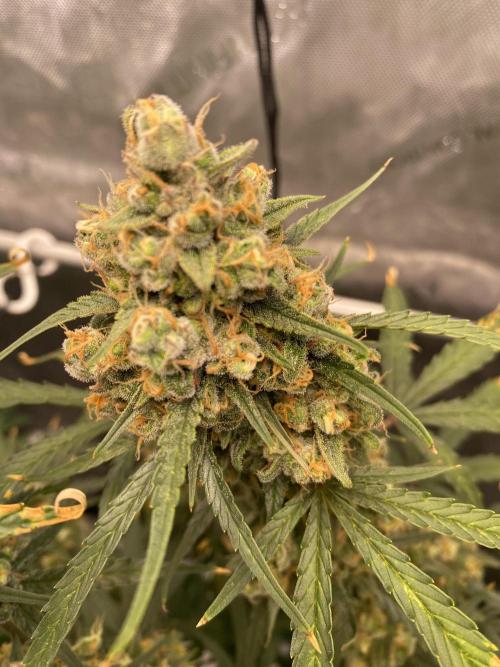 🍋🥧 Auto - Fast Buds. Week 12 - Day 83