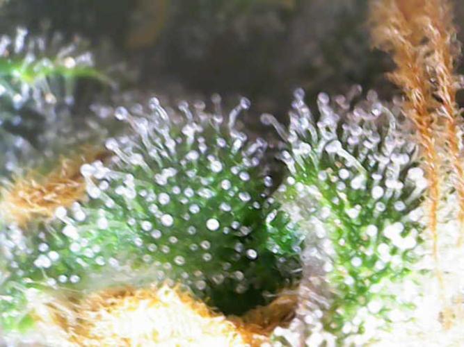 🍋🥧 Auto - Fast Buds. Week 12 - Day 83