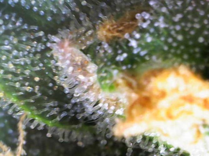 🍋🥧 Auto - Fast Buds. Week 12 - Day 83