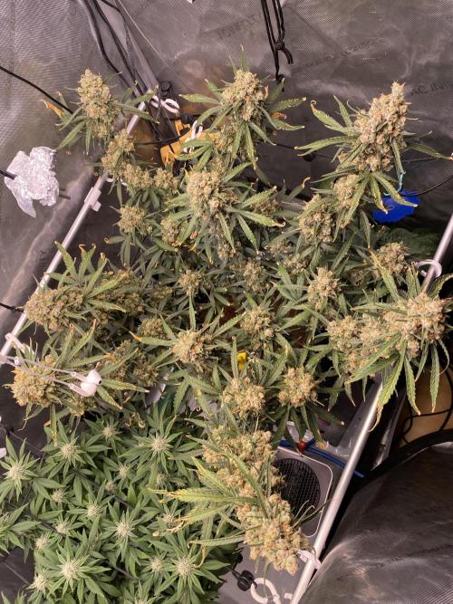 🍋🥧 Auto - Fast Buds. Week 13 - Day 86