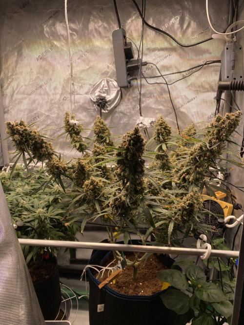 🍋🥧 Auto - Fast Buds. Week 13 - Day 86