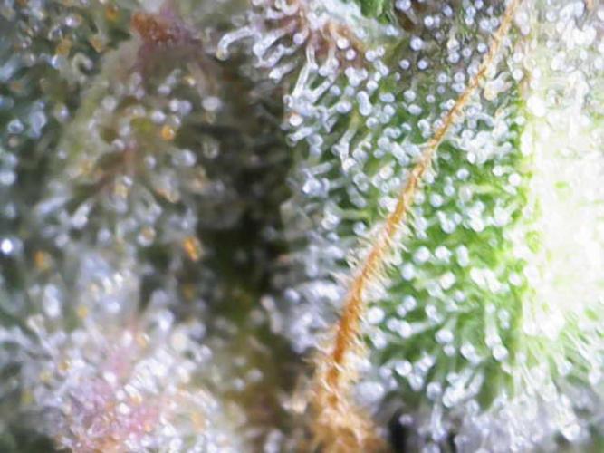 🍋🥧 Auto - Fast Buds. Week 13