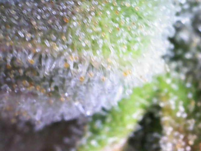 🍋🥧 Auto - Fast Buds. Week 13