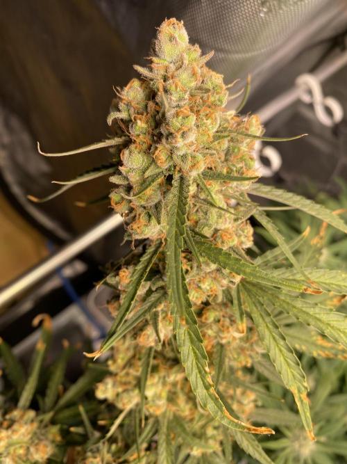 🍋🥧 Auto - Fast Buds. Week 13 - Day 86