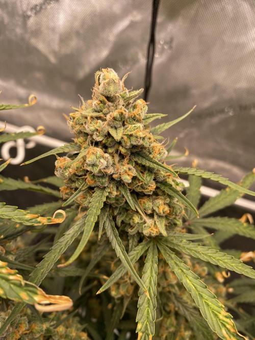 🍋🥧 Auto - Fast Buds. Week 13 - Day 86