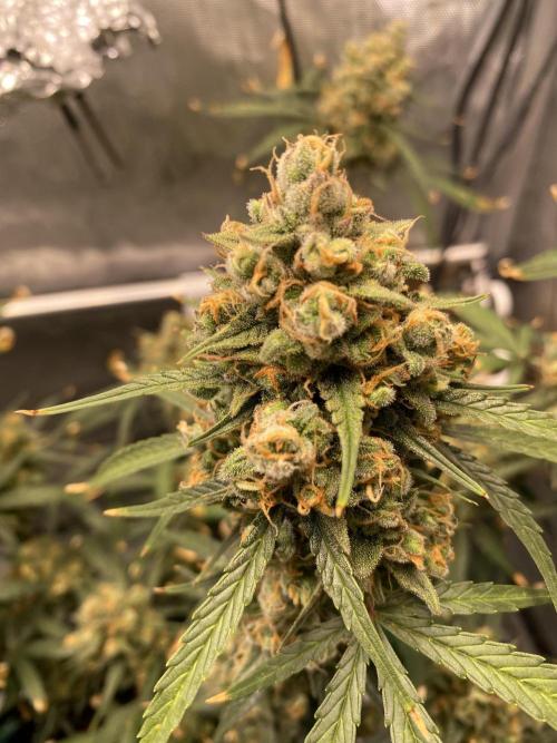 🍋🥧 Auto - Fast Buds. Week 13 - Day 86