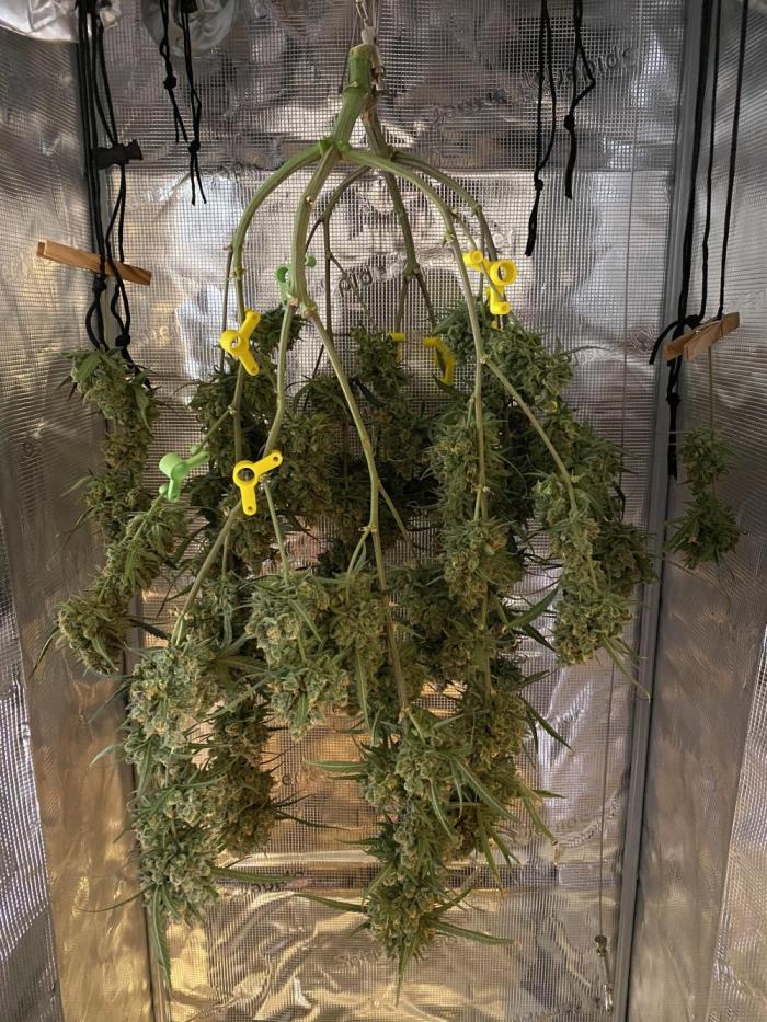 🍋🥧 Auto - Fast Buds. Week 13 - Day 87