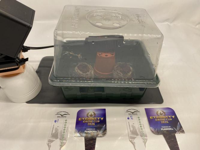 Eternity Grow Cup 2026 - Sticky 🥦. Week 0 - Day 4