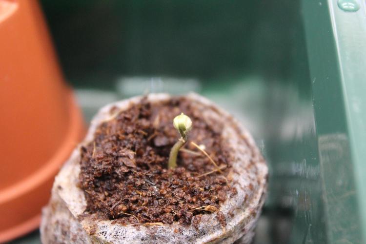 Eternity Grow Cup 2026 - Sticky 🥦. Week 1 - Day 1 for Sticky Broccoli #2