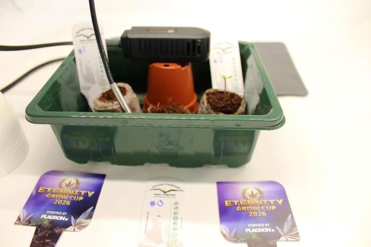 Eternity Grow Cup 2026 - Sticky 🥦. Week 1 - Day 2 and the popped #3 is added to the family