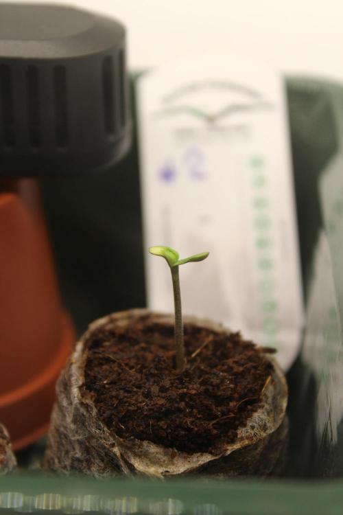 Eternity Grow Cup 2026 - Sticky 🥦. Week 1 - Day 2 for #2