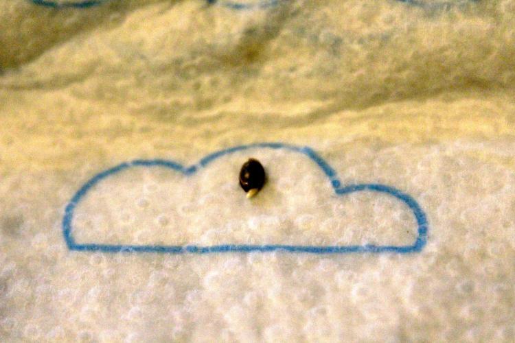 Eternity Grow Cup 2026 - Sticky 🥦. Week 0 - Day 9: After 72 h #3 popped