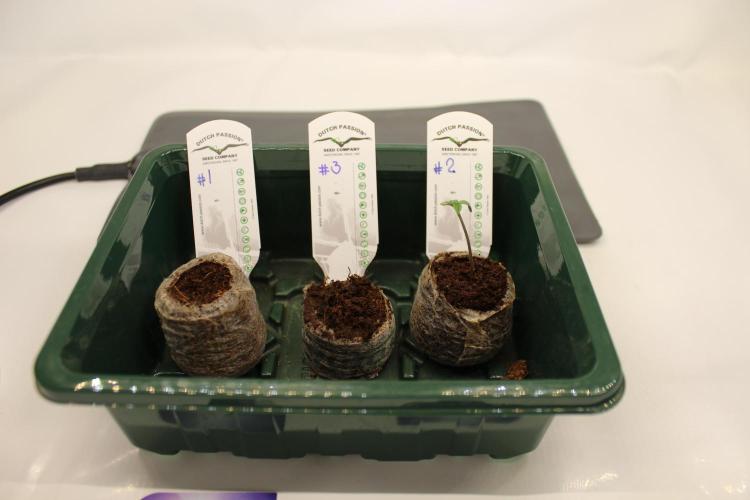 Eternity Grow Cup 2026 - Sticky 🥦. Week 1 - Day 3 for #2