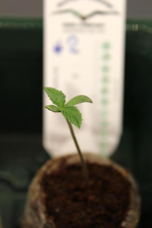 Eternity Grow Cup 2026 - Sticky 🥦. Week 1 - Day 4 for #2