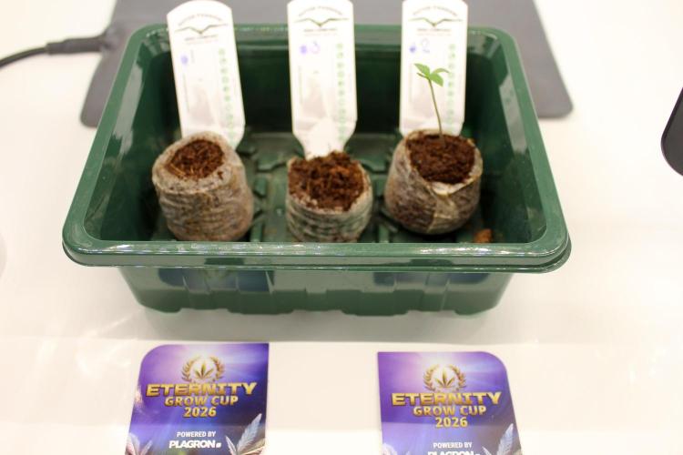 Eternity Grow Cup 2026 - Sticky 🥦. Week 1 - Day 4 for #2