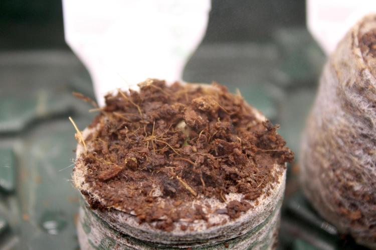 Eternity Grow Cup 2026 - Sticky 🥦. Week 0 - #3 showing up