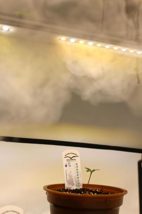 Eternity Grow Cup 2026 - Sticky 🥦. Week 1 - Day 5 for #2