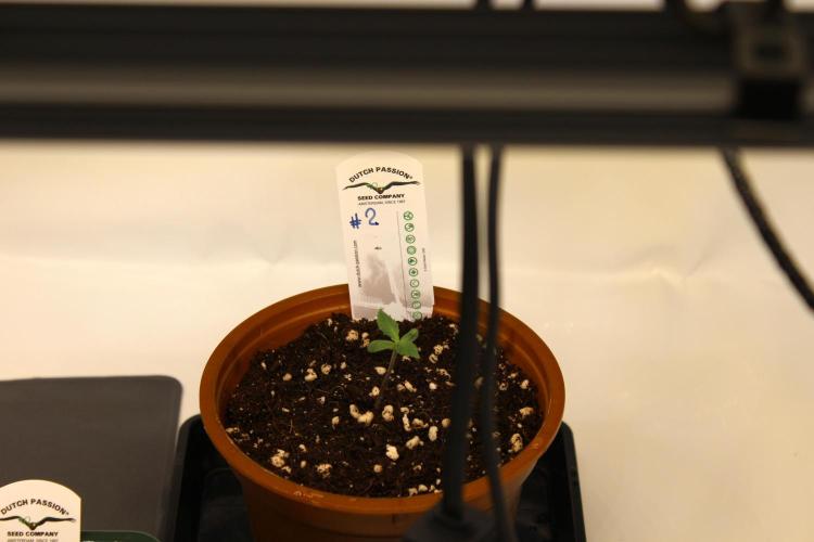 Eternity Grow Cup 2026 - Sticky 🥦. Week 1 - Day 5 for #2