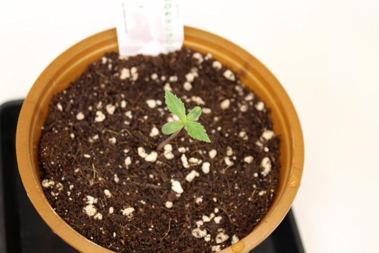 Eternity Grow Cup 2026 - Sticky 🥦. Week 1 - Day 5 for #2