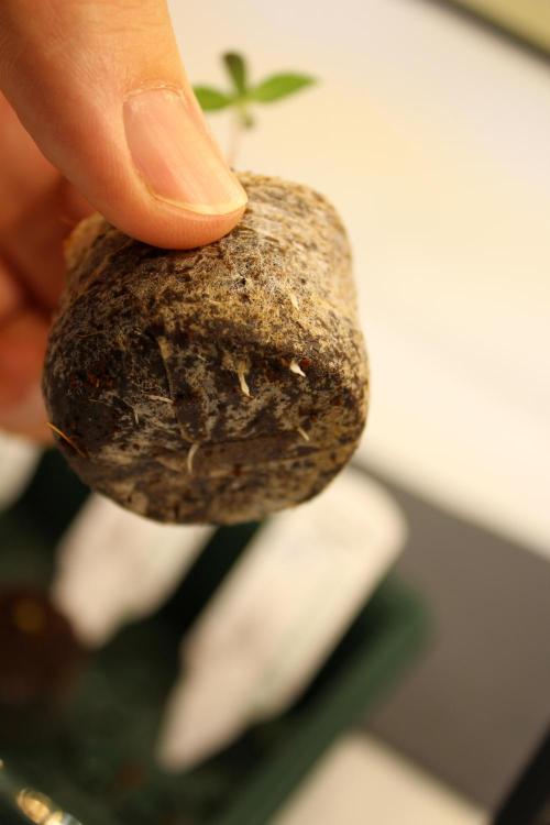 Eternity Grow Cup 2026 - Sticky 🥦. Week 1 - Day 5 for #2