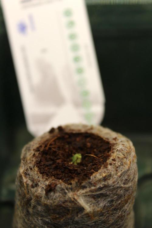 Eternity Grow Cup 2026 - Sticky 🥦. Week 1 - Day 1 for #1