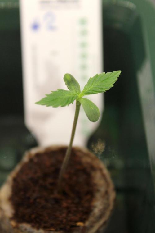 Eternity Grow Cup 2026 - Sticky 🥦. Week 1 - Day 5 for #2