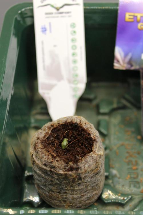 Eternity Grow Cup 2026 - Sticky 🥦. Week 1 - Day 2 for #1