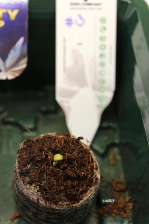 Eternity Grow Cup 2026 - Sticky 🥦. Week 1 - Day 2 for #3