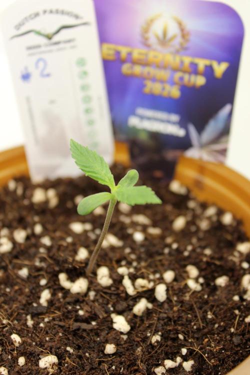 Eternity Grow Cup 2026 - Sticky 🥦. Week 1 - Day 6 for #2