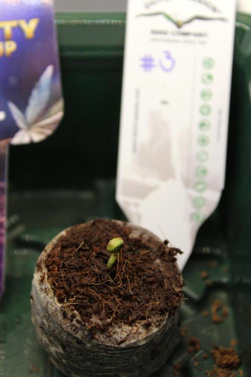 Eternity Grow Cup 2026 - Sticky 🥦. Week 1 - Day 3 #3