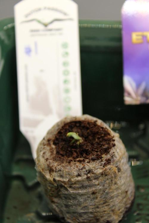 Eternity Grow Cup 2026 - Sticky 🥦. Week 1 - Day 3 #1