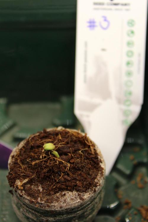 Eternity Grow Cup 2026 - Sticky 🥦. Week 1 - Day 4 # 3