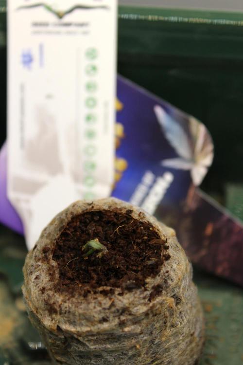 Eternity Grow Cup 2026 - Sticky 🥦. Week 1 - Day 4 #1