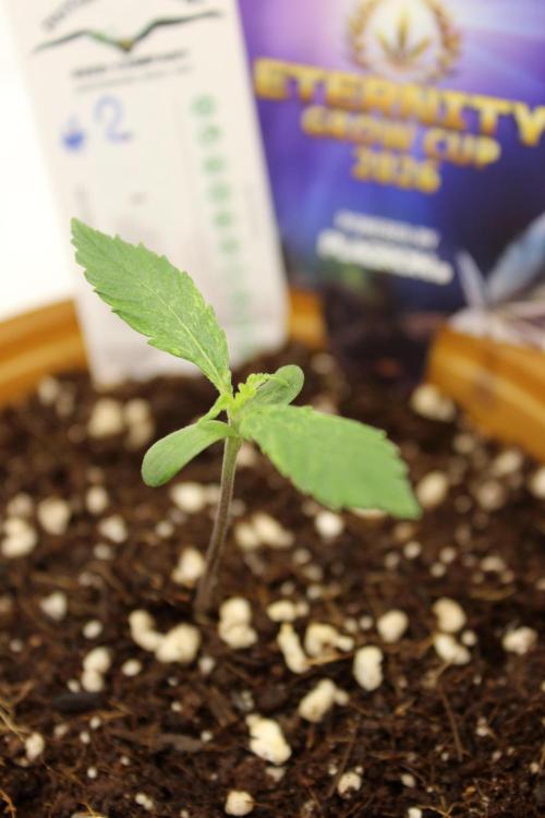 Eternity Grow Cup 2026 - Sticky 🥦. Week 2 - Day 8 for #2