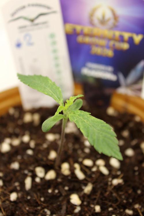 Eternity Grow Cup 2026 - Sticky 🥦. Week 2 - Day 9 for #2