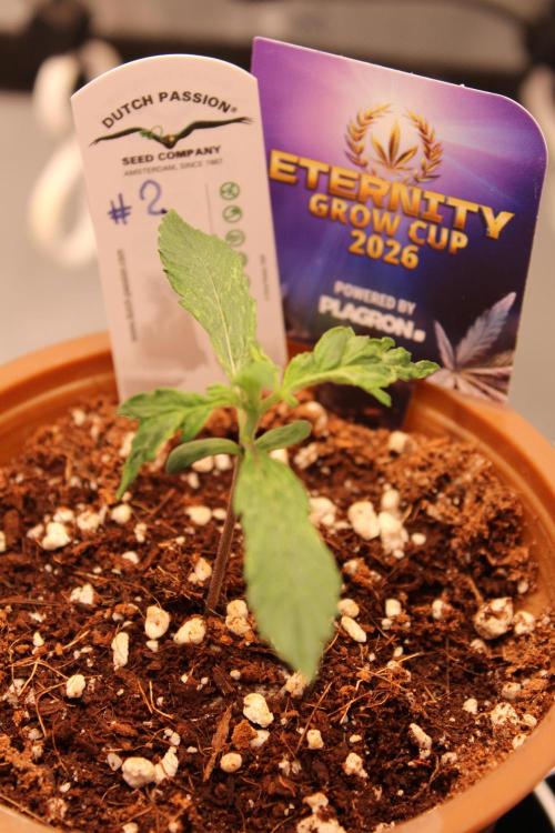 Eternity Grow Cup 2026 - Sticky 🥦. Week 2 - Day 12 for #2