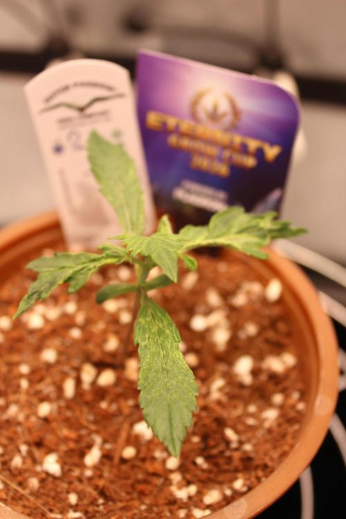 Eternity Grow Cup 2026 - Sticky 🥦. Week 2 - Day 13 for #2