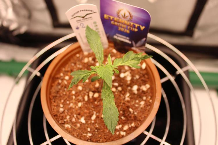 Eternity Grow Cup 2026 - Sticky 🥦. Week 2 - Day 13 for #2