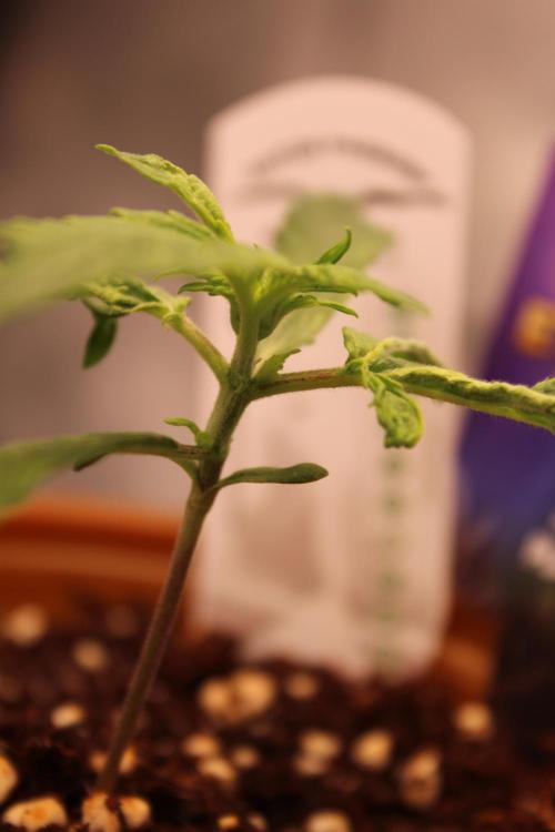 Eternity Grow Cup 2026 - Sticky 🥦. Week 2 - Day 14 for #2