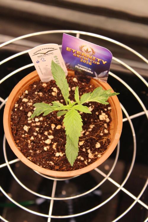 Eternity Grow Cup 2026 - Sticky 🥦. Week 2 - Day 14 for #2
