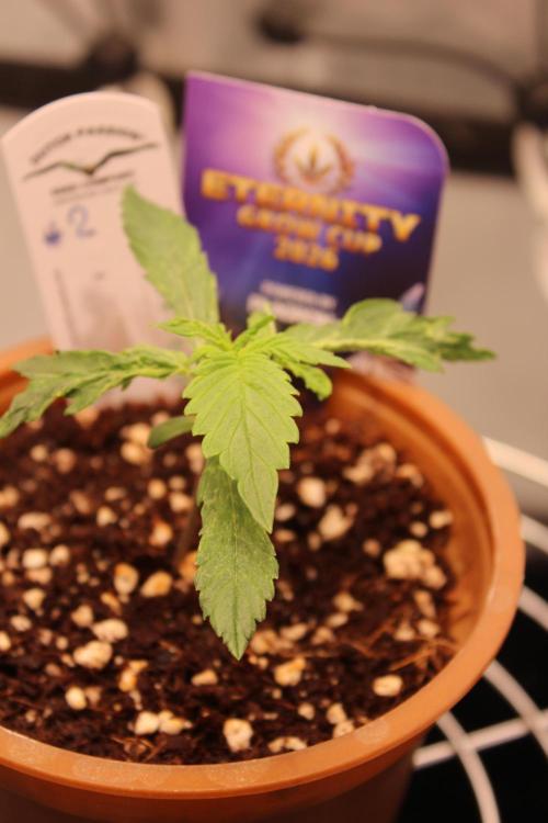 Eternity Grow Cup 2026 - Sticky 🥦. Week 2 - Day 14 for #2
