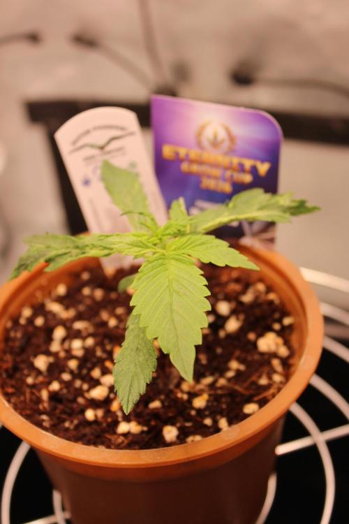 Eternity Grow Cup 2026 - Sticky 🥦. Week 3 - Day 15 for #2