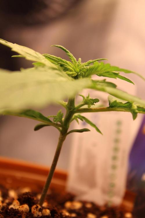 Eternity Grow Cup 2026 - Sticky 🥦. Week 3 - Day 16 for #2