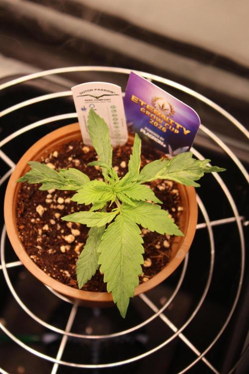 Eternity Grow Cup 2026 - Sticky 🥦. Week 3 - Day 16 for #2