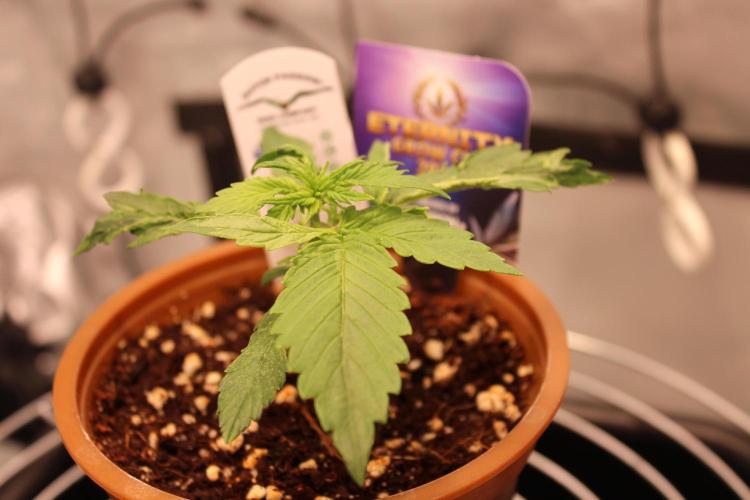 Eternity Grow Cup 2026 - Sticky 🥦. Week 3 - Day 16 for #2