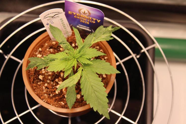 Eternity Grow Cup 2026 - Sticky 🥦. Week 3 - Day 17 for #2