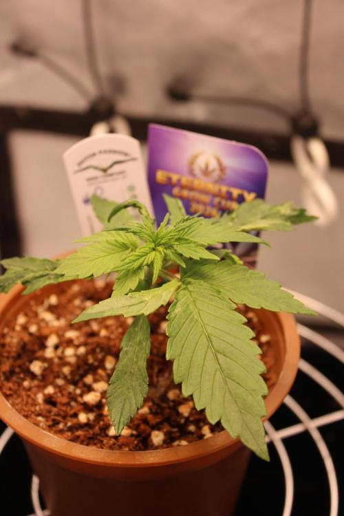 Eternity Grow Cup 2026 - Sticky 🥦. Week 3 - Day 17 for #2
