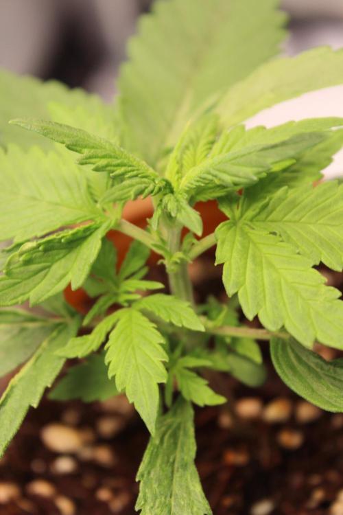 Eternity Grow Cup 2026 - Sticky 🥦. Week 3 - Day 18 for #2: Three branches at one node.